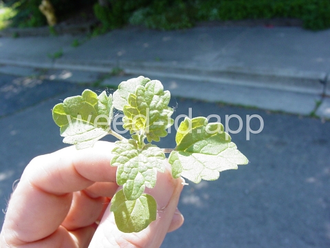 catnip
